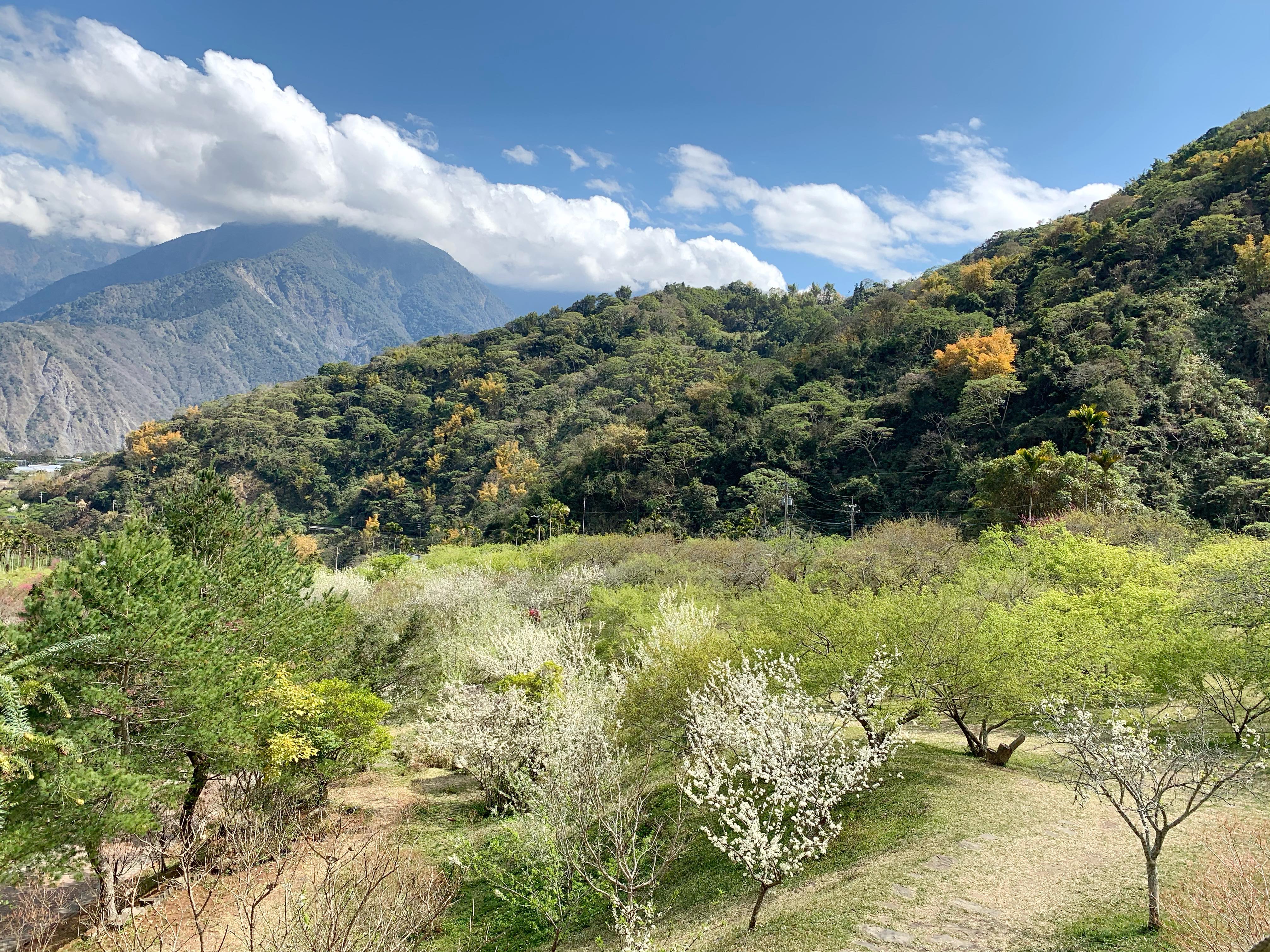 南投信義百年歷史青梅產地 柳家梅園