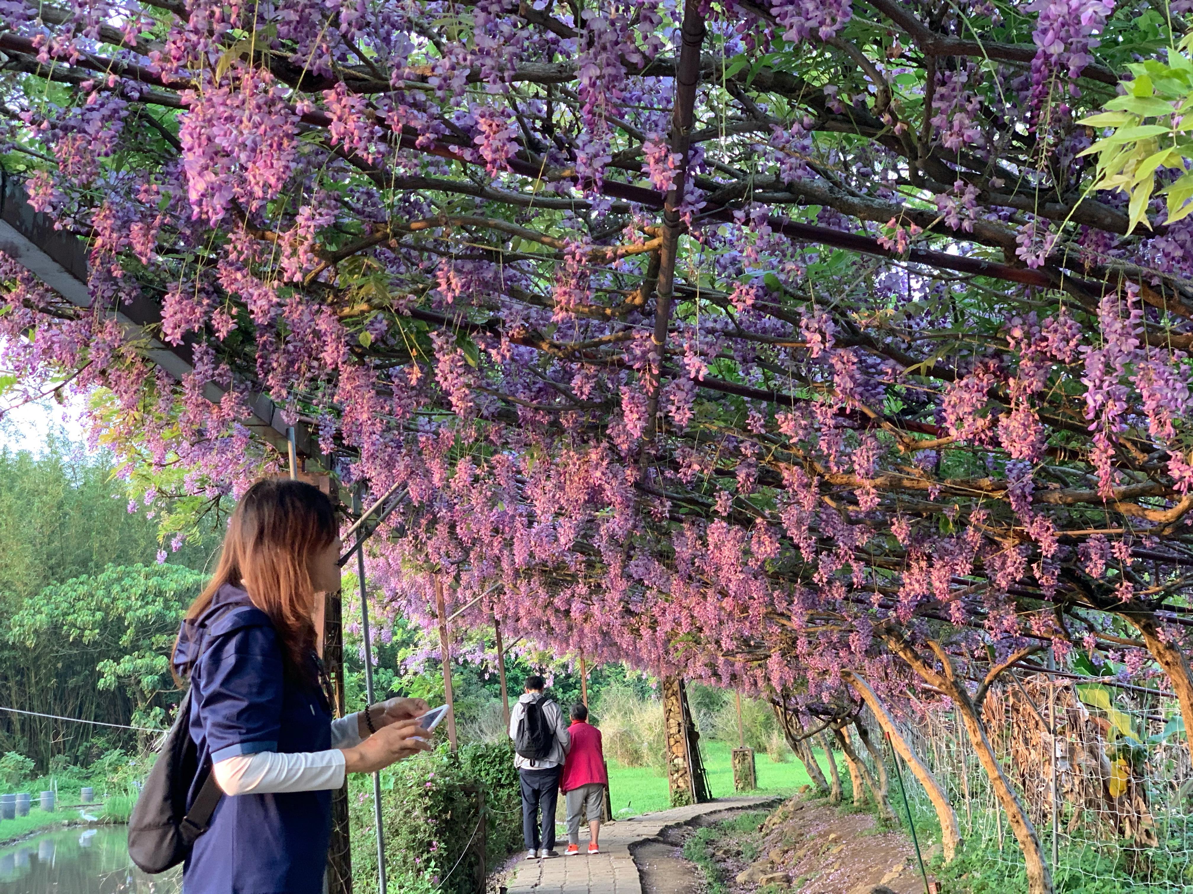 紫藤花季限定 —— 淡水紫藤咖啡園